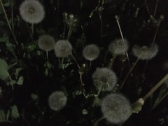Taraxacum officinale