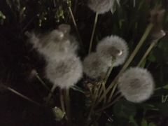 Taraxacum officinale