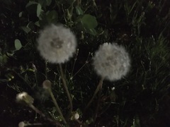 Taraxacum officinale