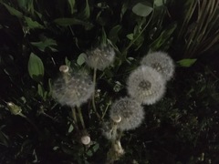 Taraxacum officinale