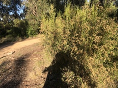 Cassinia arcuata