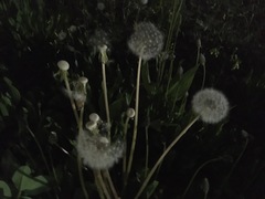 Taraxacum officinale