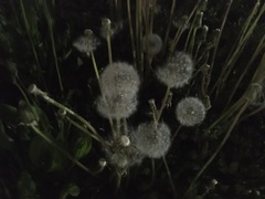 Taraxacum officinale