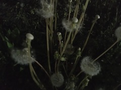 Taraxacum officinale