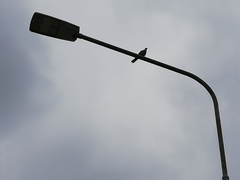 Streptopelia decaocto