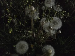 Taraxacum officinale