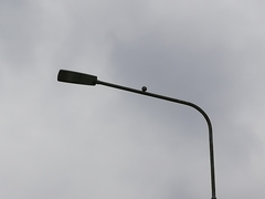 Streptopelia decaocto