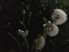 Taraxacum officinale