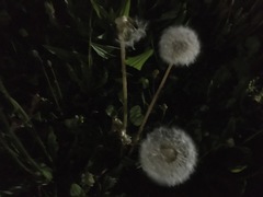 Taraxacum officinale
