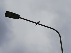 Streptopelia decaocto