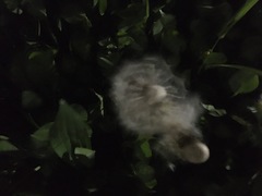 Taraxacum officinale