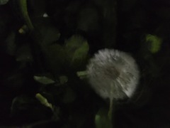 Taraxacum officinale