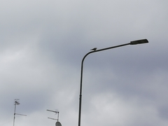 Streptopelia decaocto