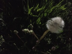 Taraxacum officinale