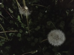 Taraxacum officinale