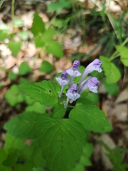Scutellaria brachyspica