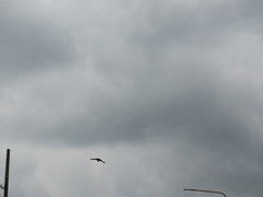 Streptopelia decaocto