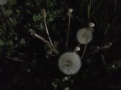 Taraxacum officinale