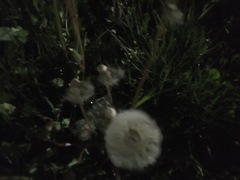 Taraxacum officinale