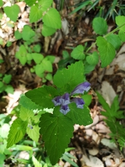 Scutellaria brachyspica