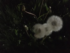 Taraxacum officinale