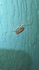 Lichenophanes bicornis