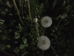 Taraxacum officinale