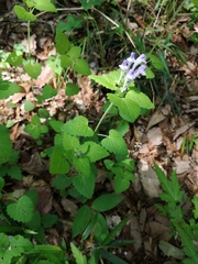 Scutellaria brachyspica