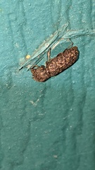 Lichenophanes bicornis