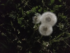 Taraxacum officinale