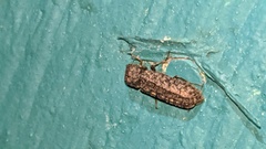 Lichenophanes bicornis