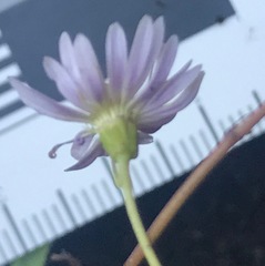 Brachyscome graminea