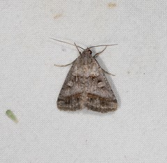 Acantholipes juba