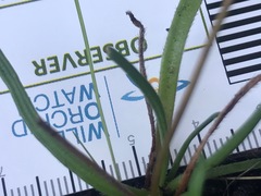 Brachyscome graminea