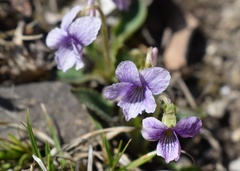 Viola prionantha