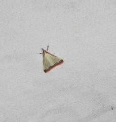 Autocharis hedyphaes