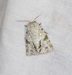Acronicta psorallina