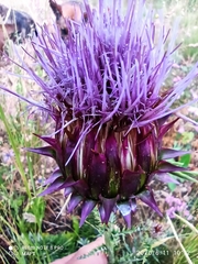 Cynara humilis
