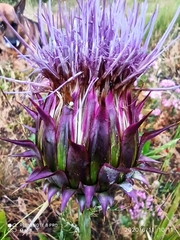 Cynara humilis