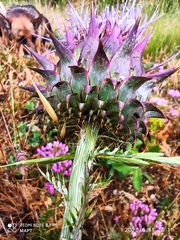 Cynara humilis
