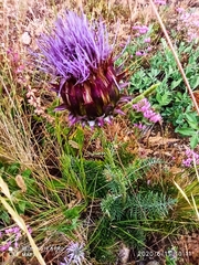 Cynara humilis
