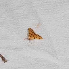 Dichocrocis erixantha