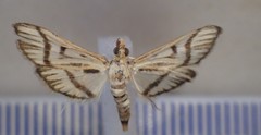 Perisyntrocha