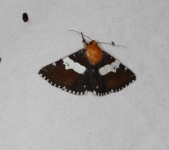 Buzara latizona