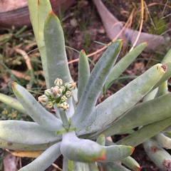 Cotyledon orbiculata dactylopsis