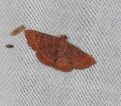 Homodes bracteigutta