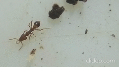 Strumigenys perplexa