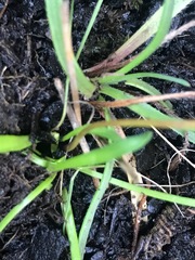 Brachyscome graminea