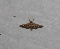 Omiodes odontosticta