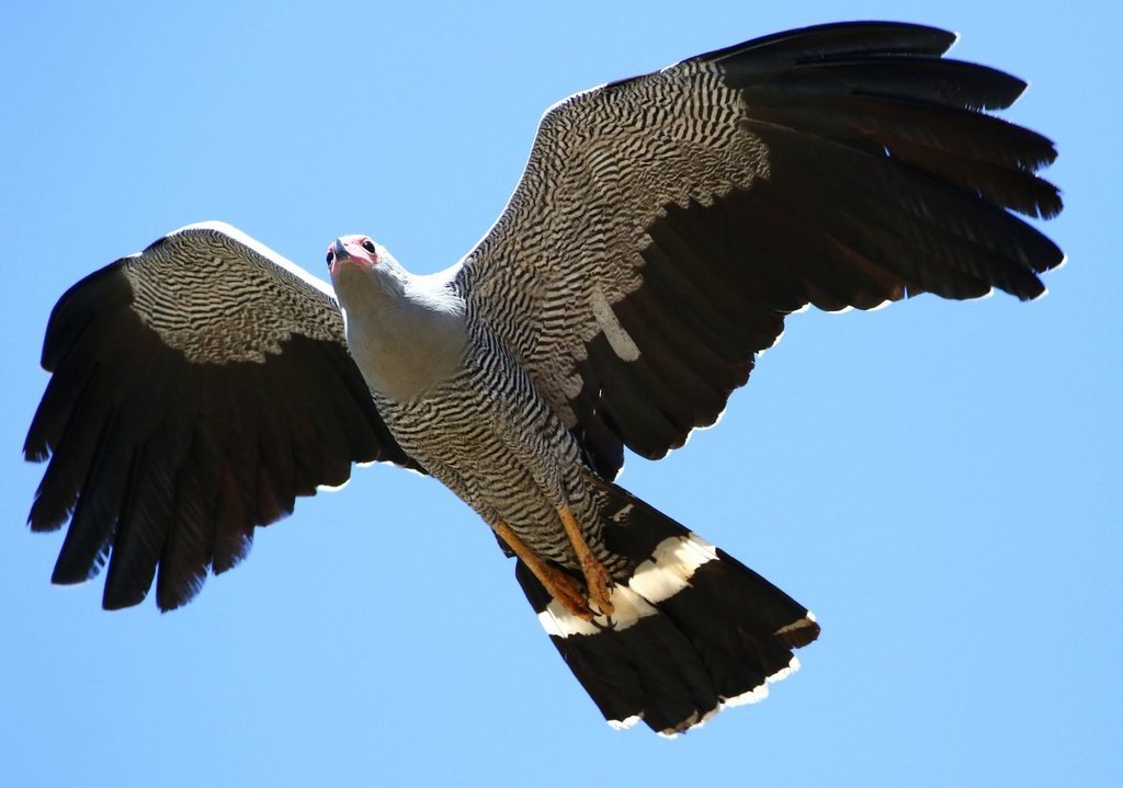Madagascar Harrier-Hawk photo
